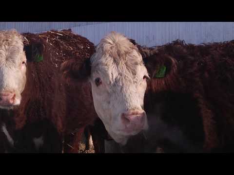 Представители 13 районов приняли участие в семинар-совещании по развитию мясного скотоводства в РБ