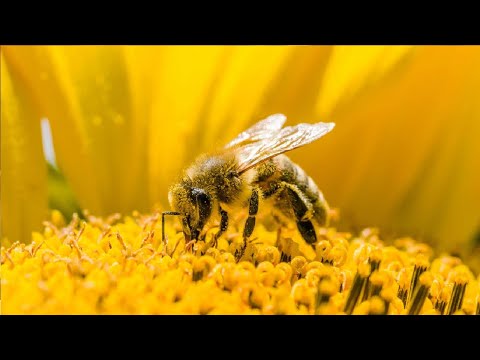 how to get rid of bees without killing them