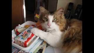 Tom Jones &quot;What&#39;s New Pussycat?&quot;