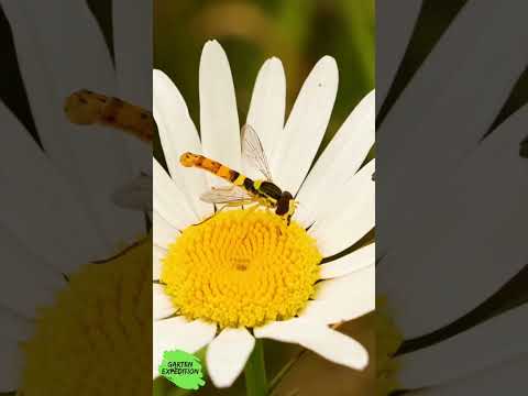 Naturgarten-Test: 3 Tiere, die zeigen, ob dein Garten „läuft“- Gartenexpedition #naturgarten #shorts