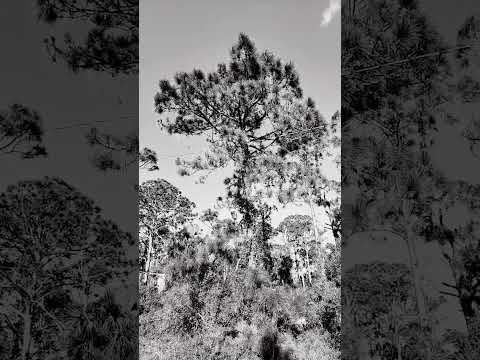 #art #amazing #music