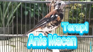 Download lagu Masteran Anis Macan Gacor Untuk Malam Hari Agar Anis Macan Cepat Ngeplong mp3