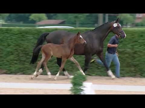 Hf v For Romance I x Dimaggio x Rubinstein I 2017