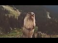 The screaming marmot