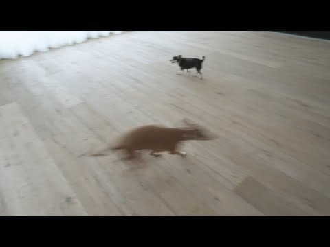 our dogs seeing our new house for the first time