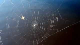 preview picture of video 'Bayou Chicot Huge Spider Spinning It's Web'