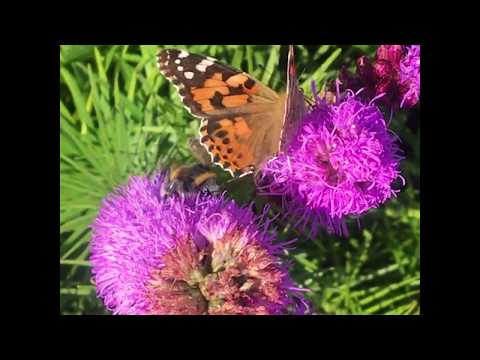 Video thumbnail for II - Beautiful Losers