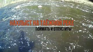 Нахлыст на хариуса в сибири
