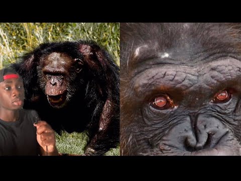 The Terrifying Truth About Chimps