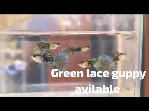 Green lace guppy avilable check bio #guppyfish #exoticaquariumfish #asmr #aquarium 