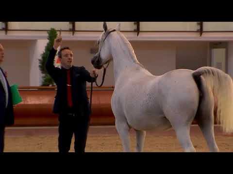 N.79 BARBARELLA CHANDRA - Italian Nationals 2018 - 10 Years Old and Older Mares (Class 9)
