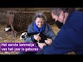 Het eerste lammetje van 2021 is geboren