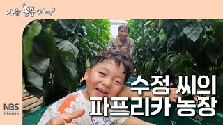 [나는농부다 312회] 수정 씨의 파프리카 농장