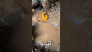 Download lagu TOILET FOR CHILDREN TO DEFECATE #art #creative #artandcraft #diyart #funny #shortvideo #shorts mp3