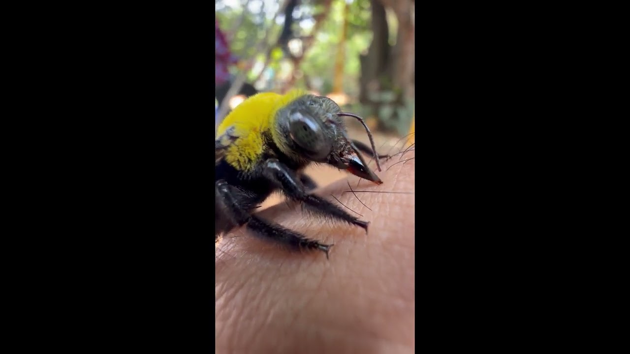 Carpenter Bee on an Electrolyte Hunt || ViralHog