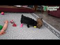 Shihpoo dogs for sale: Hazel - Video 1