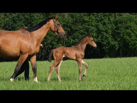 Trakehnergestüt Elbersdorf - Hengstfohlen *14.06.2020 von KROS aus der ROSALIE von HARLEM GO