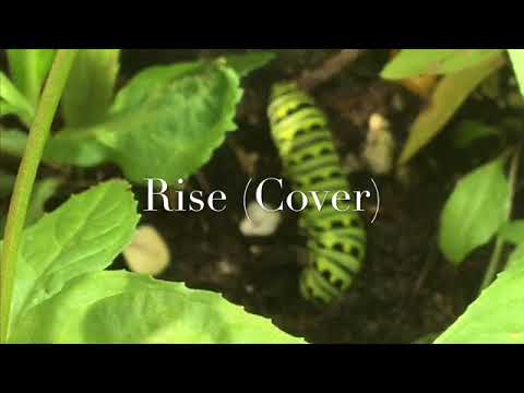 Jonas Blue ft. Jack and Jack - Rise (Ukulele cover) - A Rose