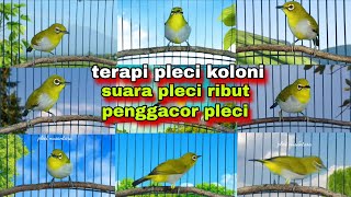 Download lagu Suara Pleci Ribut || Terapi Untuk Pleci Macet Bunyi || Terapi Pleci Koloni || Pleci Bustomi Gacor mp3 Download lagu Suara Pleci Ribut || Terapi Untuk Pleci Macet Bunyi || Terapi Pleci Koloni || Pleci Bustomi Gacor mp3