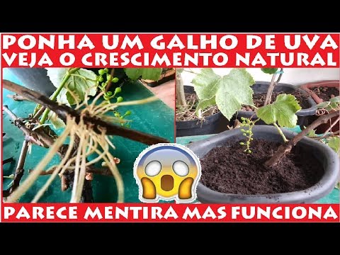 , title : 'Ponha um galho de Uva na Água e Veja o crescimento Natural em Alguns dias! simples e fácil'