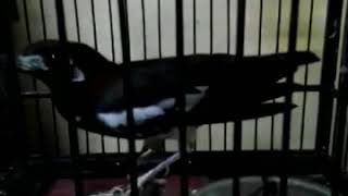 Download lagu Anis kembang betina ampuh mp3