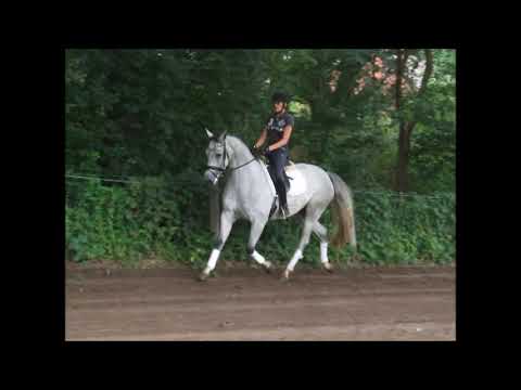 GRACE KELLY 4j. v. Grey Top - Stalypso