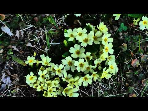 GH5 II Garten am 28 03 2022