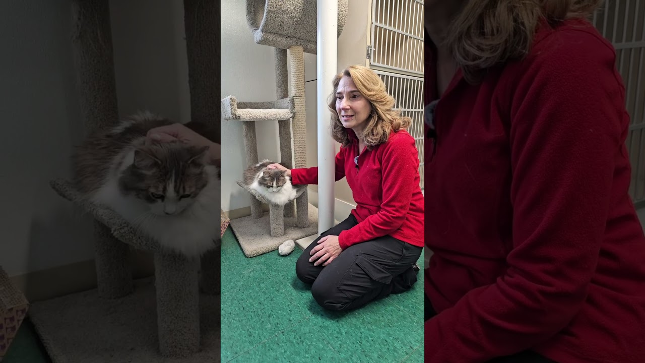 Enlarge Mona, a Adoptable mixed breed in Harrison, NY video 3/3