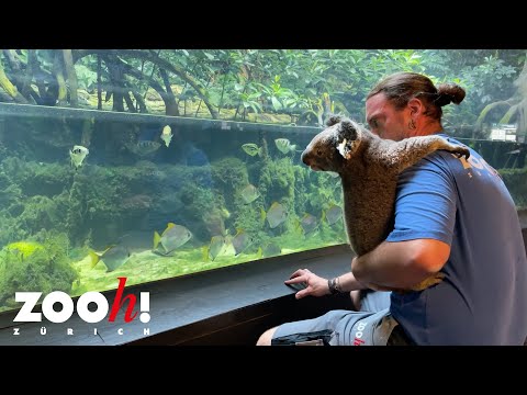 Tierpfleger Philipp spaziert mit Koala Uki durch den Zoo