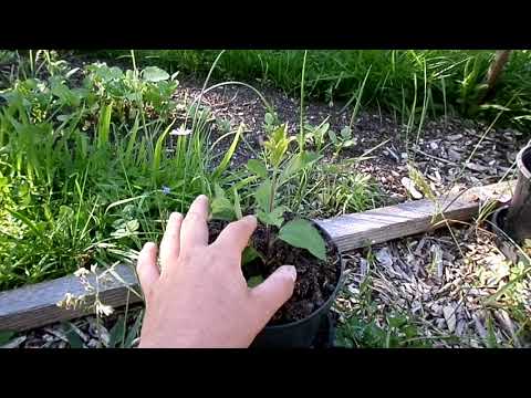 Obstbaum - Unterlagen vermehren  Rootstock cloning