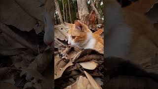 Download lagu The Paw Never Ends - Eps 33 🐈 mp3