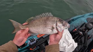 Great Spring Tog and Monster Scup Fishing Part 1