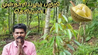 Episode:99 முள்நாரி பழம் பற்றி தெரியுமா | துரியன் பழம் சாகுபடி | Durian Fruit Cultivation Explain