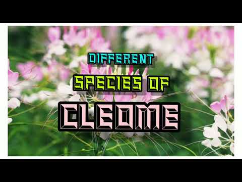 Different Species Of Cleome        #cleome   #botany #taxonomy #flower