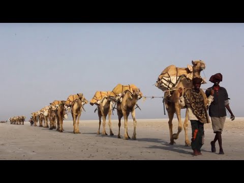 CAMEL CARAVAN from Afar
