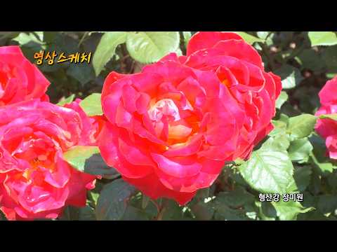 형산강 장미원
