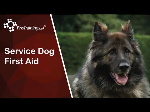 Service Dog First Aid Meet the dogs in the films