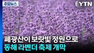 폐광산이 보랏빛 정원으로...동해 라벤더 축제 개막 / YTN