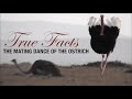 True Facts: Mating Dance of the Ostrich