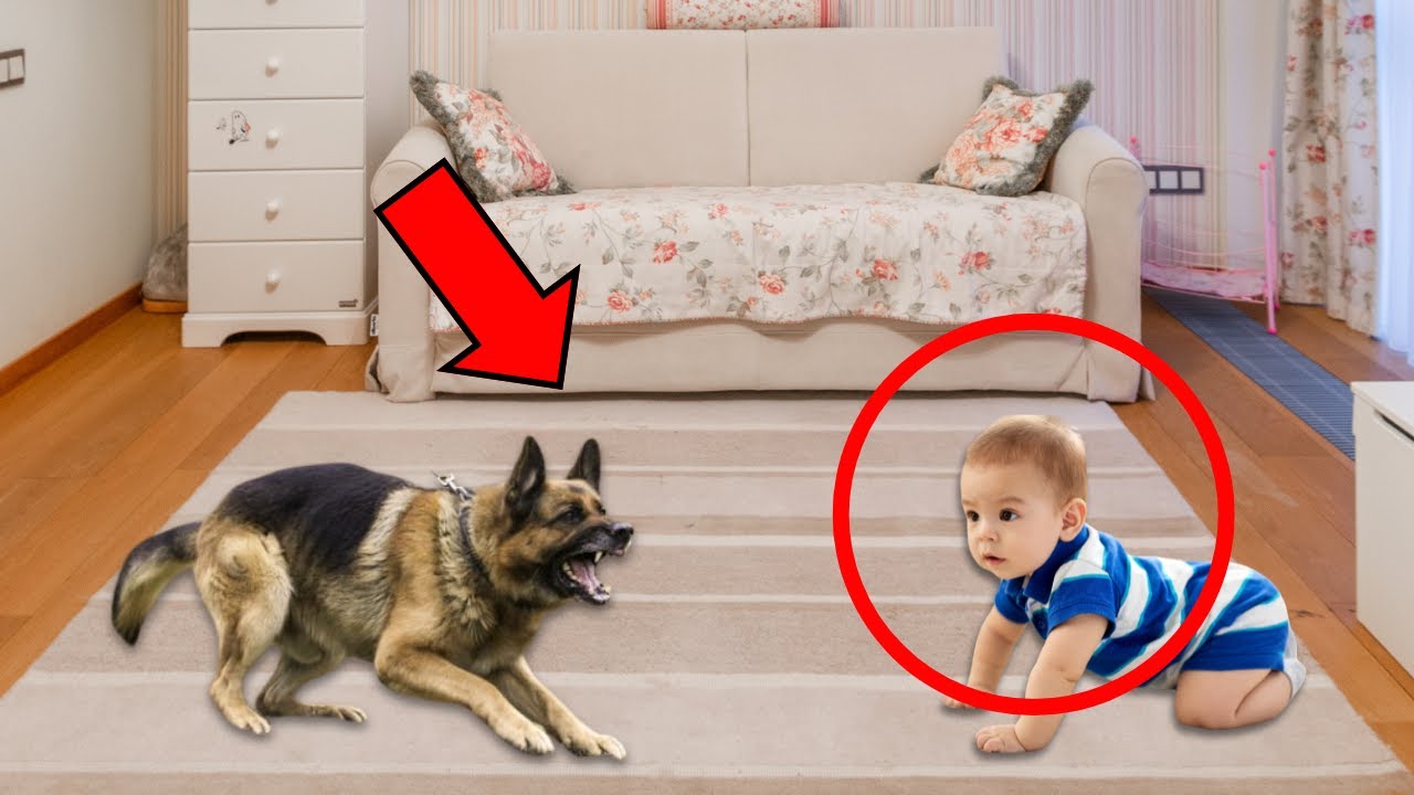 😰MUJER ADOPTA PERRO CALLEJERO Y LO MANTIENE CERCA DE SU BEBÉ, HASTA QUE SUCEDE UNA HORRIBLE TRAGEDIA