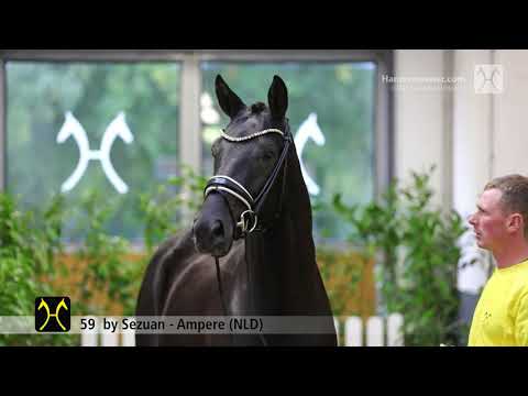Verden Stallion Licensing 2021 - Dressage -  Nov. 4-6 - No. 59 Stallion by Sezuan - Ampere (NLD)