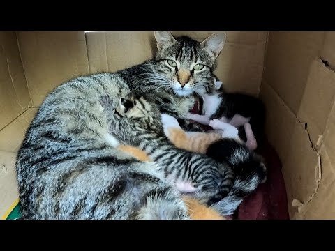 The Mother Cat Nurses Several Hungry Newborn Kittens After They Get A Delicious Meal.