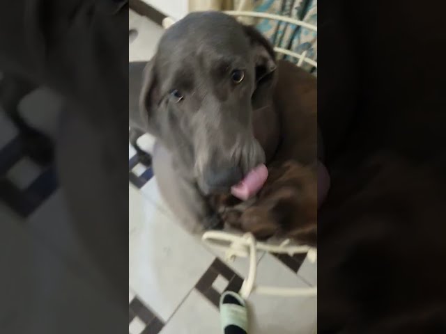 Weimaraner cachorro en venta