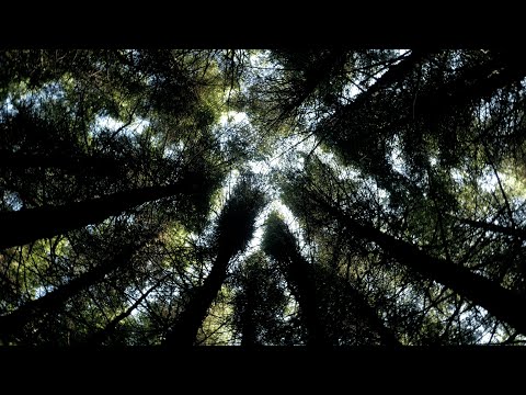 Leave — Trailer (Inglés)