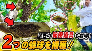 2つに分かれたニホンミツバチの分蜂蜂球を強制捕獲！師匠お手製グッズも新登場！
