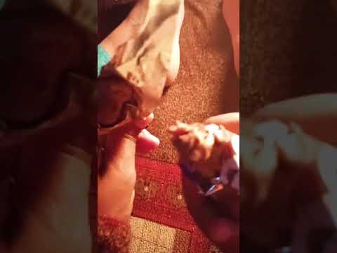 Chocolate eating 🤤