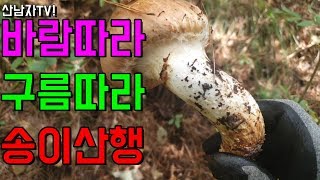 바람 따라 구름 따라 떠나는 산남자 송이 버섯 산행 가을 야생 버섯 송이버섯 향기 찾아 떠나보자!  자연 건…