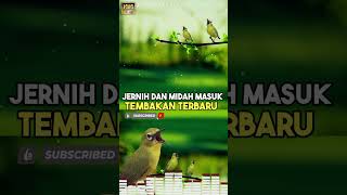 Download lagu Masteran Pleci Terbaru Variasi Suara Jernih Mudah Masuk !!! mp3