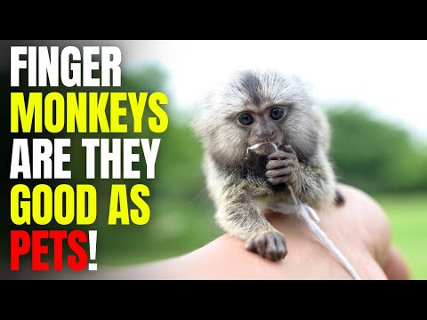How Much Would A Finger Monkey Cost