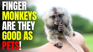 Finger Monkeys Are they Good As Pets!